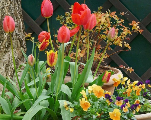 Tulipes rouges et jaunes, violas