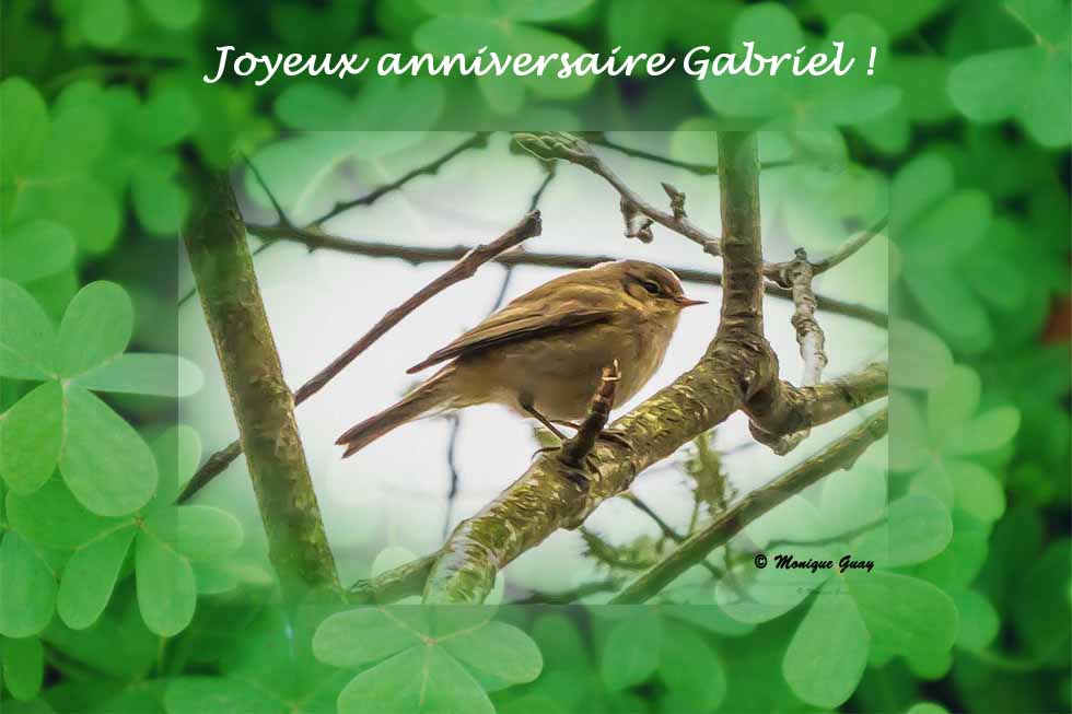 Pouillot véloce et anniversaire de Gabriel