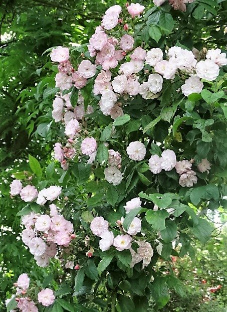 Un rosier coup de coeur: Dentelle de Malines