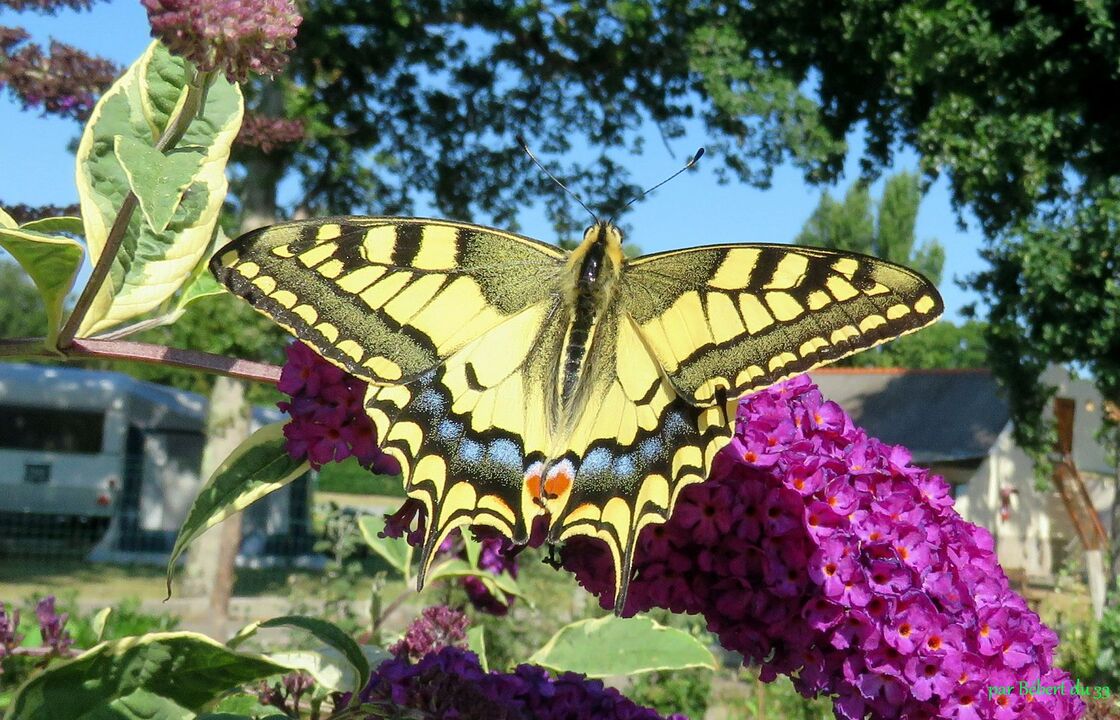 un papillon superbe !