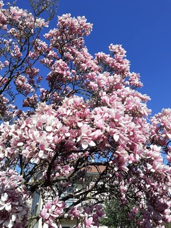 C'est presque le printemps .