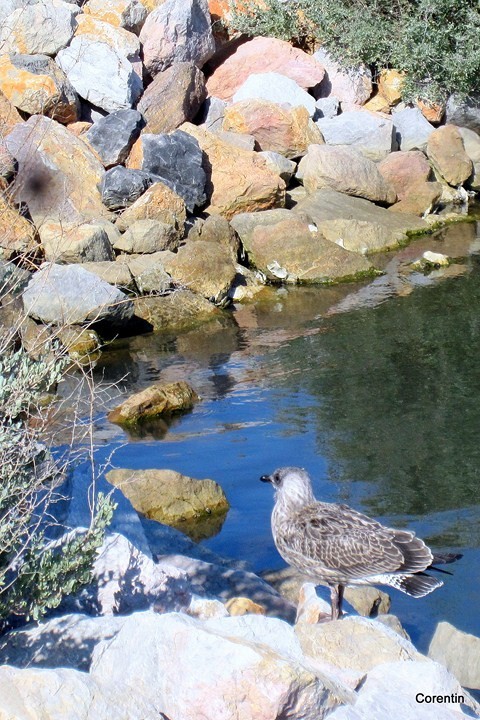 I04---Sur-les-rochers.JPG