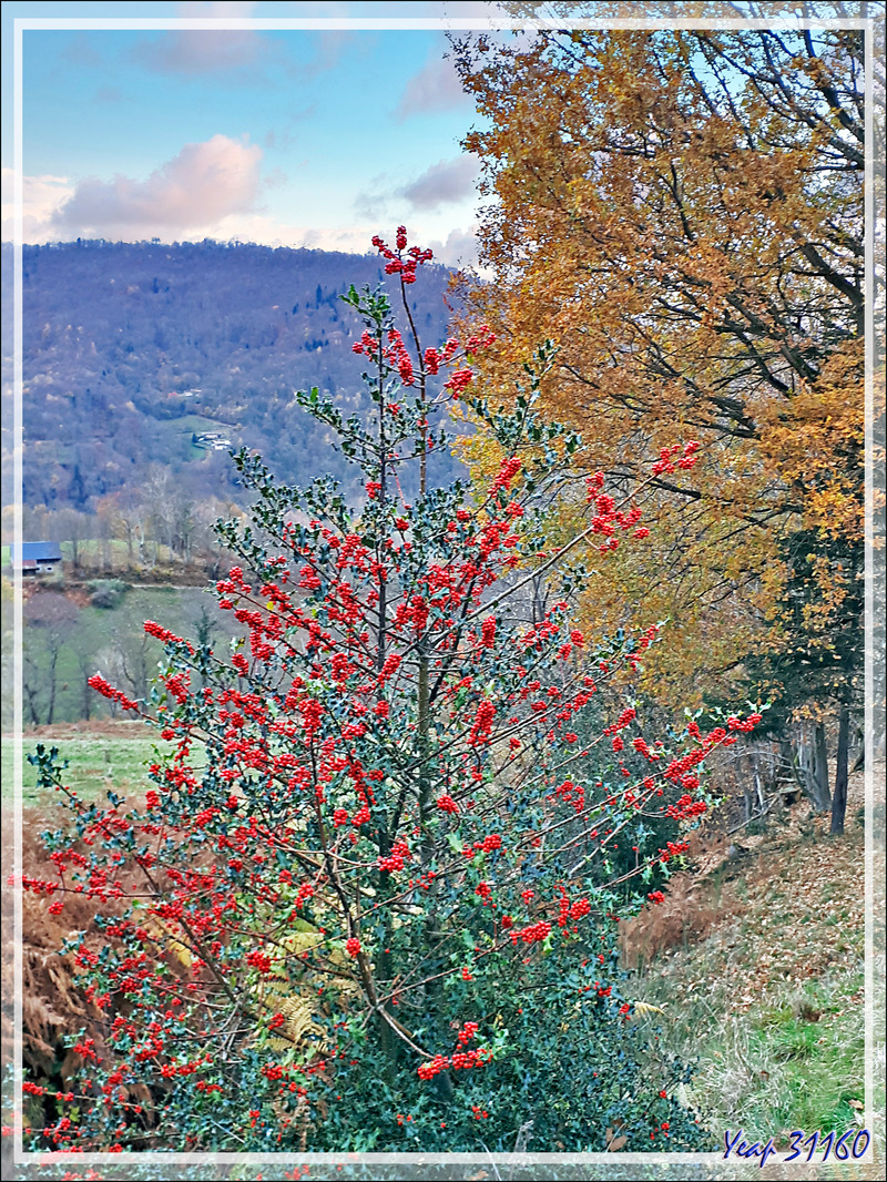 Un dernier soubresaut de l'automne avec ce superbe Houx (Ilex aquifolium) devant chez nous - Lartigau - Milhas - 31