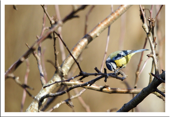 Mésange bleue