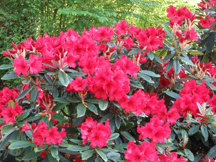 Nouvelles du Canada 168 : Rhododendrons