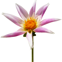 Tubes PNG de fleurs