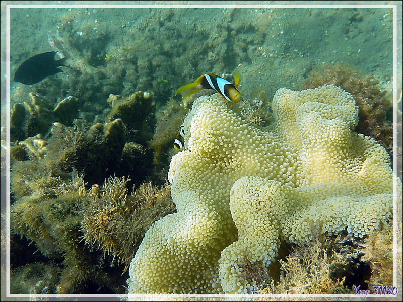 Poisson-clown de Clark, Yellowtail clownfish, Clark's anemonefish (Amphiprion clarkii) sur Anémone de Haddon, Anémone-tapis, Haddon's sea anemone (Stichodactyla haddoni) - Nosy Sakatia - Madagascar