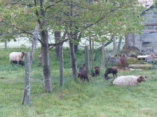 Moutons, chats, chien, fleurs, moineaux