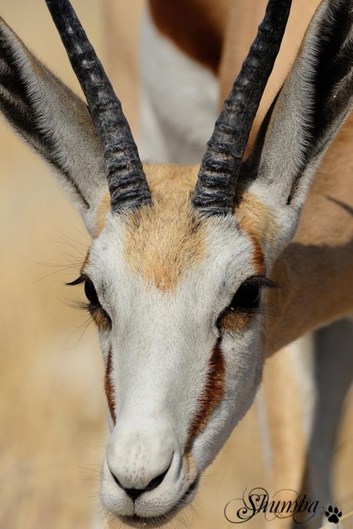 Etosha wonders