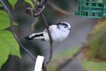 Oiseaux
