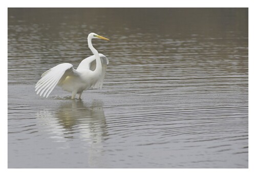 Grande  Aigrette