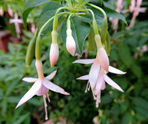 Regards sur le jardin cet été...