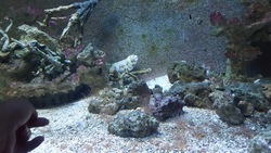 Aquarium Talmont (2)