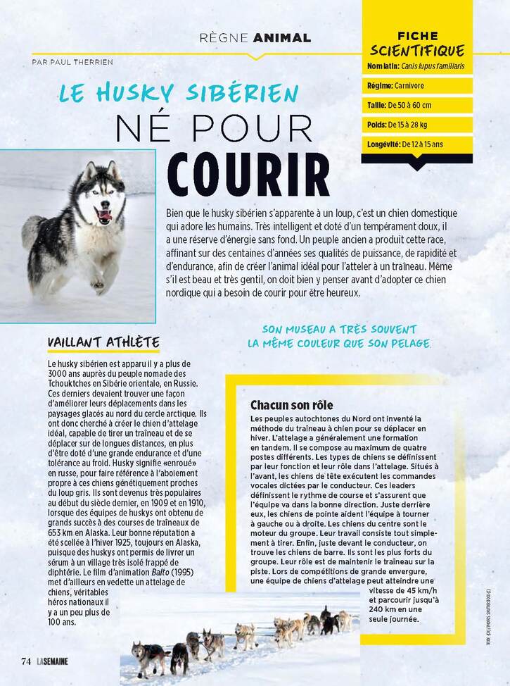 Articles et Races de chiens 4:  Le Husky Sibérien né pour courir (2 pages)