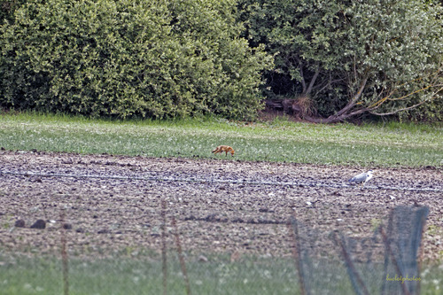 Renard et Héron