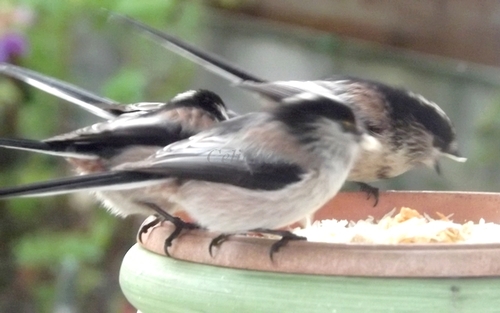 Photo: Petit clin d'oeil aM icromick