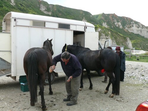 16 Mai 2013 - préparation des chevaux