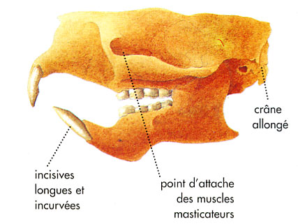 Crane d'un porc-épic