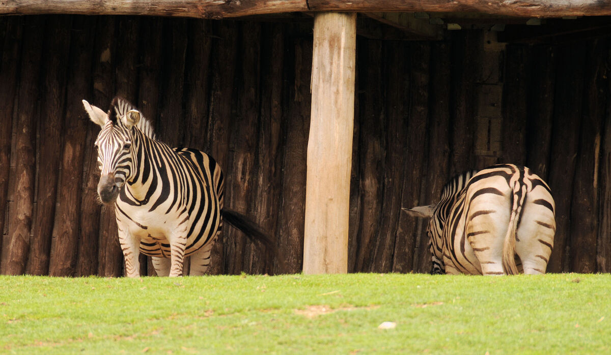 Zèbre au zoo d'Amneville