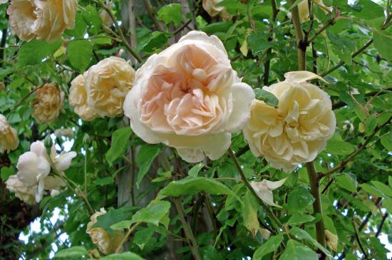 Desprez à Fleurs Jaunes' - Le jardin d'Entêoulet