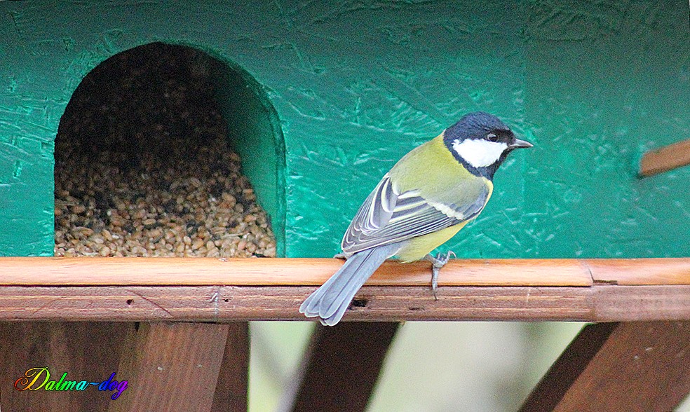 mésange charbonnière