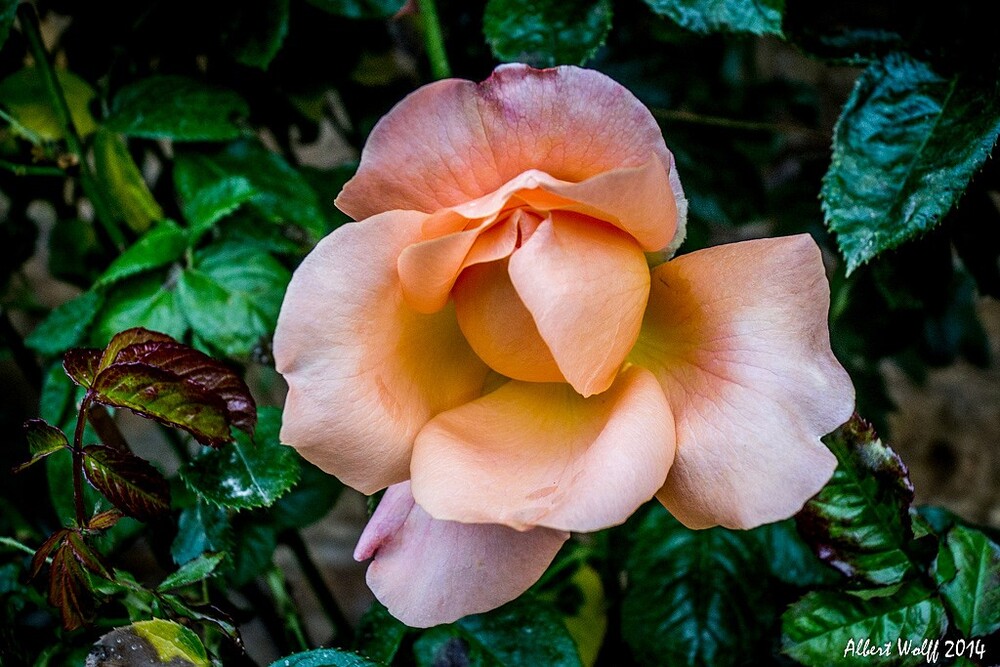 Fête de Marie... alors des roses.