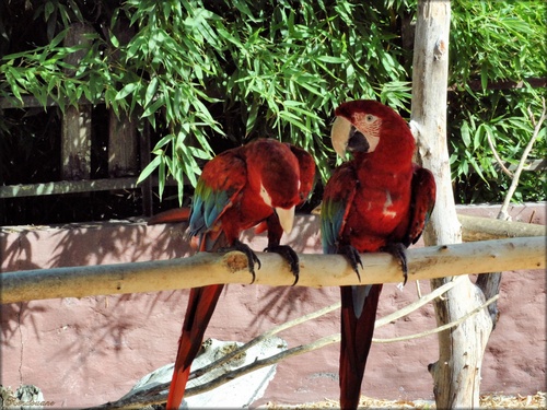 Photo d'un couple de perroquet ara chloroptère