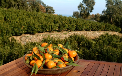 LA CLEMENTINE CORSE