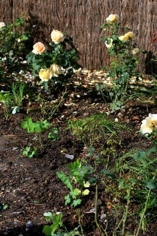 D'une roseraie à un jardin de roses