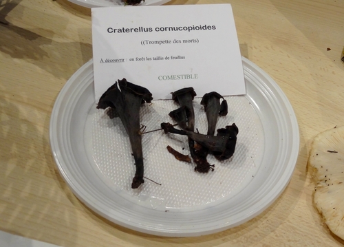 Une sortie de récolte et de détermination de champignons avec la Société Mycologique du Châtillonnais