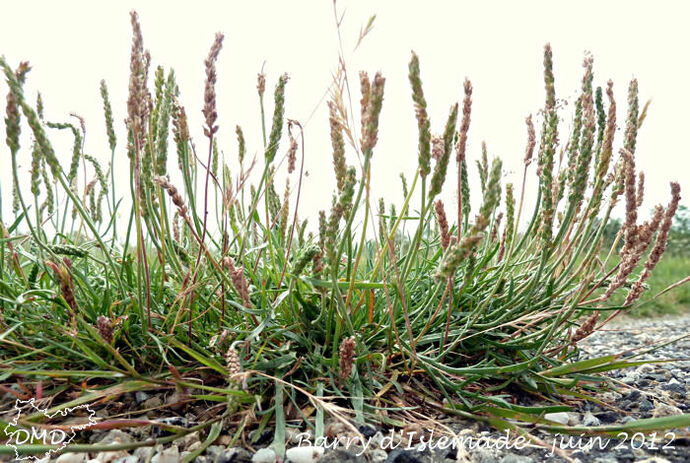 Plantago coronopus - plantain corne de cerf
