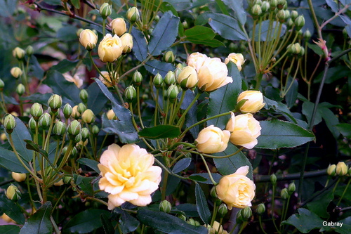 Mes petites roses jaunes