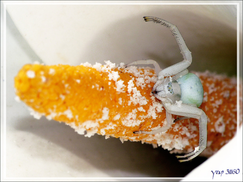 Araignée crabe Thomise variable (Misumena vatia) sur fleur d'arum - Lartigau - Milhas - 31