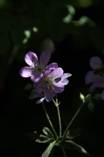 Geranium maculatum Espresso