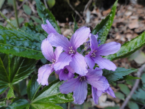 Fleurs mauves