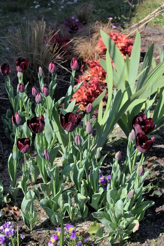 Tulipe noire : Reine de la nuit.
