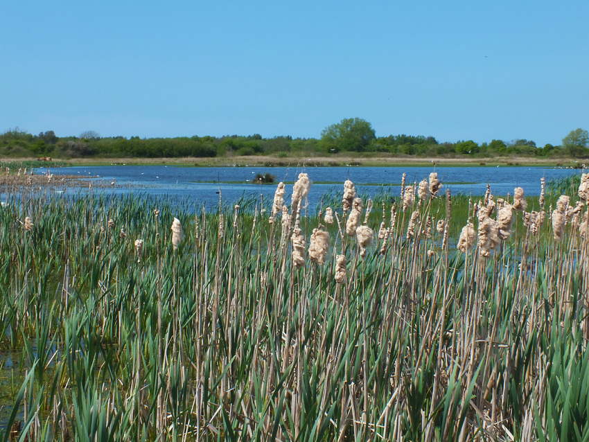 la baie de somme