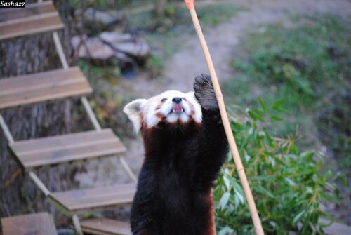 La Panda Roux.