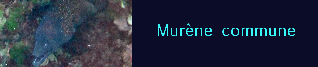 murène commune