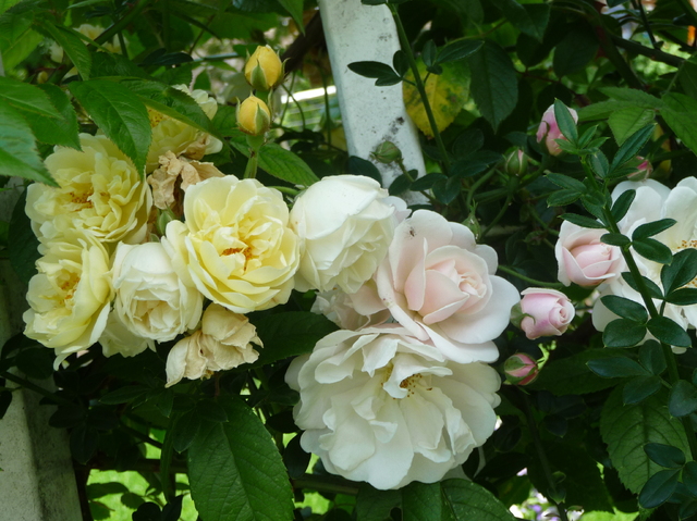 Blog de mimipalitaf : mimimickeydumont : mes mandalas au compas, une floppée de roses pour toutes les mamans et pour toutes vos mamans !