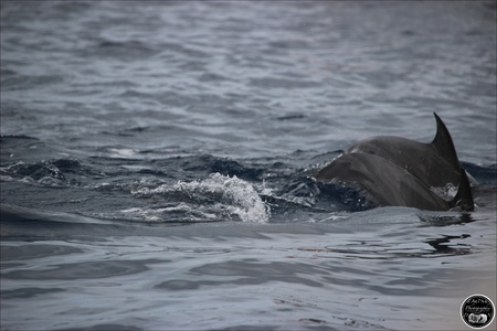 Les dauphins, île Maurice en 2022