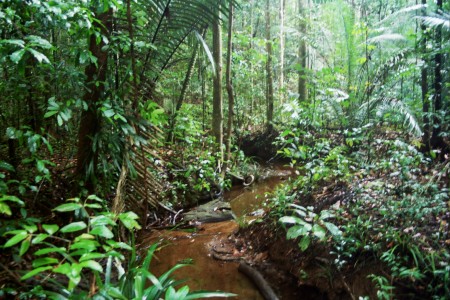 foret dense - Carbet Guyane 2007 - Un Océan de Mémoire