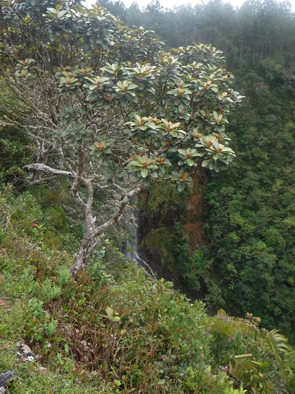 ILE MAURICE - LES CHUTES D'ALEXANDRA