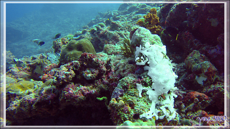 Éponge encroûtante blanche - Himandhoo Kandu - Atoll d'Ari - Maldives
