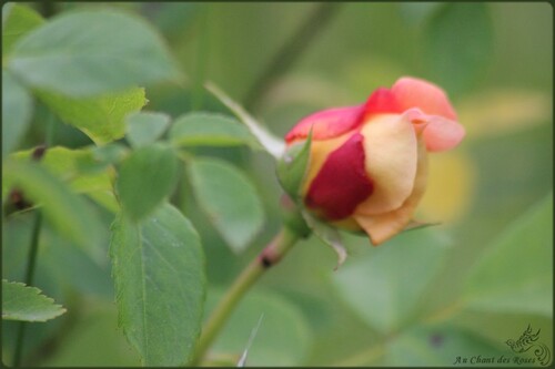 Vagabondage de roses en roses(3)