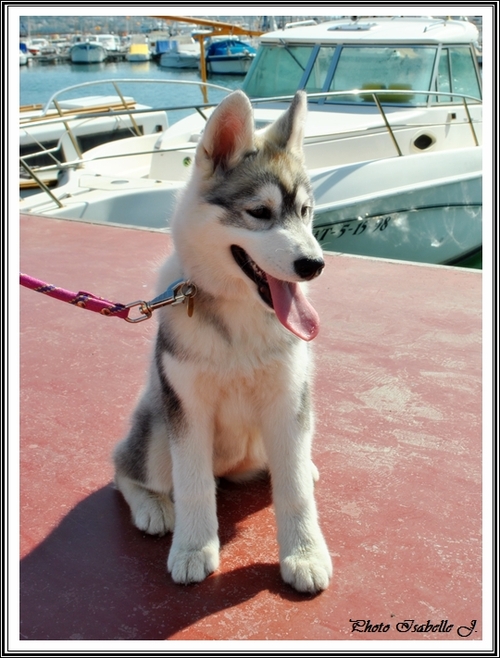 Husky et eau