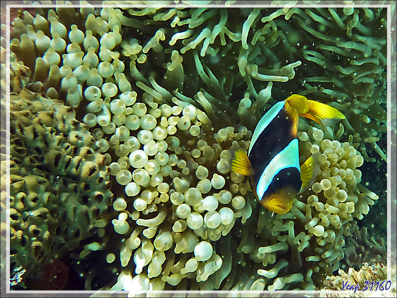 Snorkeling à Nosy Tsarabanjina :  Poisson-clown de Madagascar, Madagascar anemonefish (Amphiprion latifasciatus) et Anémone bulles ou à tétines (Entacmaea quadricolor), Archipel Mitsio, Madagascar