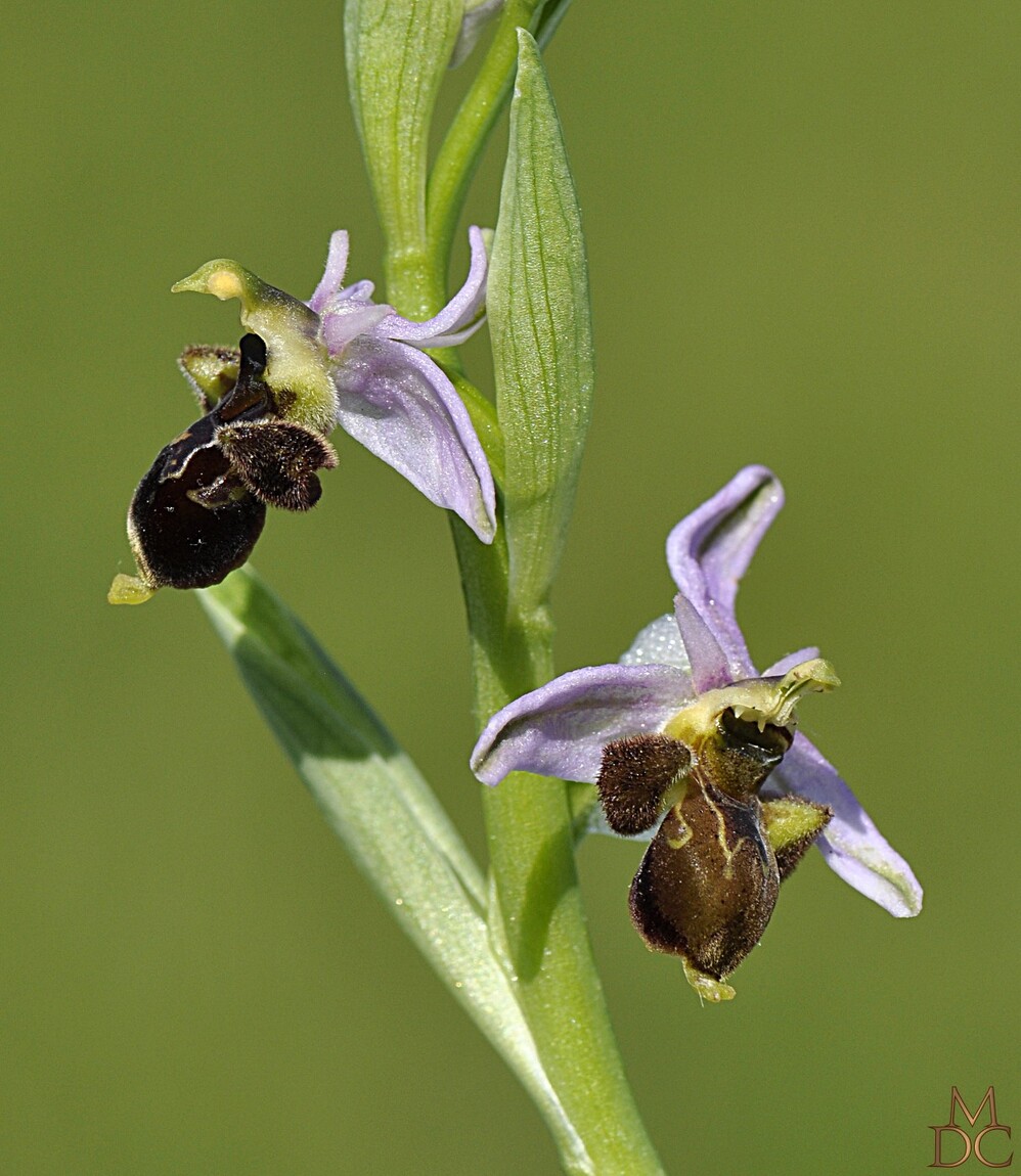 Ophrys Bécasse