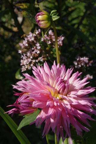 dahlia dentelle et origan vulgaire