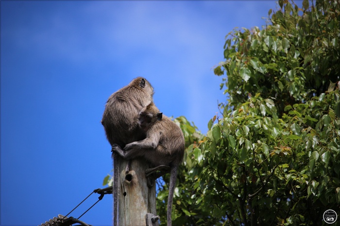 Le macaque Crabier de l’île Maurice